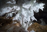 The extraordinary gypsum crystal aggregates up to 6 meters long (a caver for scale in the background) suspended from the ceiling of the the famous 'Chandelier Ballroom' of Lechuguilla Cave